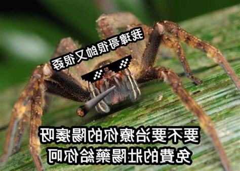 蜘蛛 梗圖